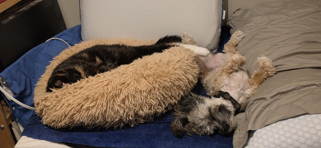 A cat lies sleeping in a puffy bed, one leg stretched out over a sleeping dog who is pressed up against the bed lying on her back.