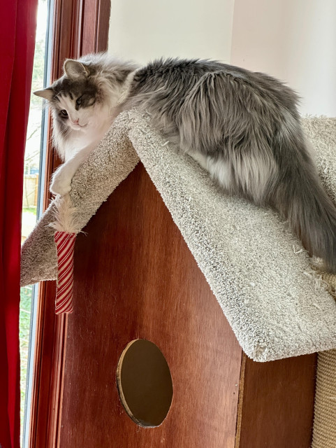 Thor, a fluffy grey and white half-Ragdoll cat, draped over the top of a wooden kitty house with a grey-carpeted roof. His luxuriously furry butt is positioned for cat bongos as he looks back at us.