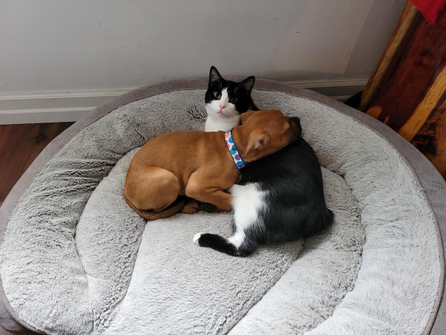Pixie a fawn red bullypit mix and Mr Minx a black and white tuxedo cat sharing a dog bed. Pixie is a puppy laying on Mr Minx.
