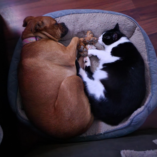 Pixie a fawn red bullypit mix and Mr Minx a black and white tuxedo cat sharing a dog bed. All grown up.