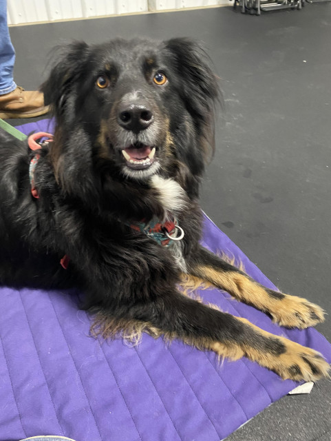 This is a very happy, :-) Australian Shepherd sitting on a mat after completing his scent training class