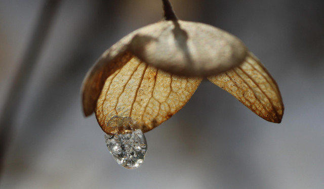 Macro photo of a dried and brown hydrangea flower in the sunlight, with a frozen drop of water hanging down, air bubbles inside glistening.