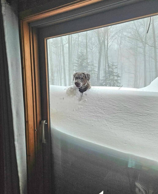 Photo of a dog's head showing above the very high  snowdrift. The height of show is exceeding the length of the dog's body. 