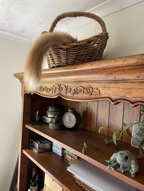 There is a cane basket on top of a wooden bookshelf with a cat's tail hanging out the side. There is a clock, a plant and some ornaments on the shelves below.