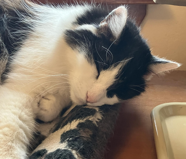 The head and front paws of a medium-hair tuxedo cat, fast asleep. 