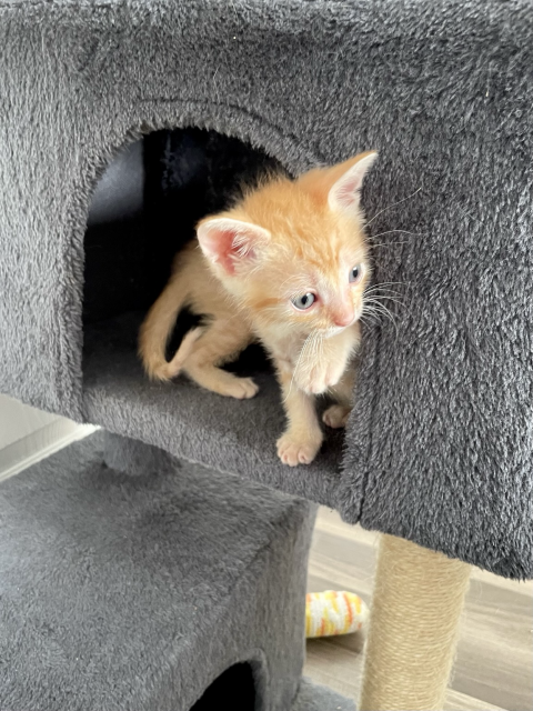 A small orange kitten peeks out from the second level kitten tree condo