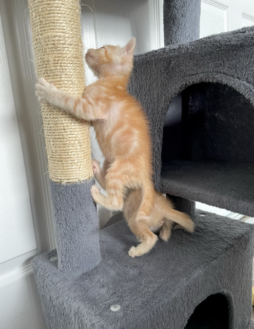 A small orange kitten climbs a kitten tree post