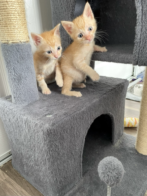 Two small orange kittens atop the lower level kitten tree condo