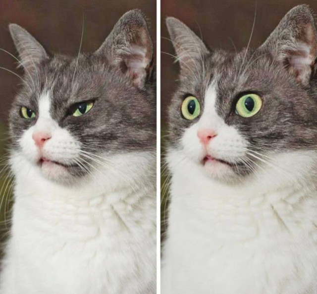 White and gray floof with surprised face that escalated quickly