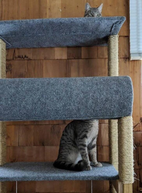 Two gray tabby cats on a cat tree appear as one from different levels