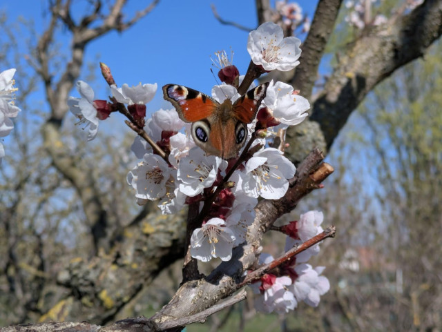 Butterfly on a blooming tree