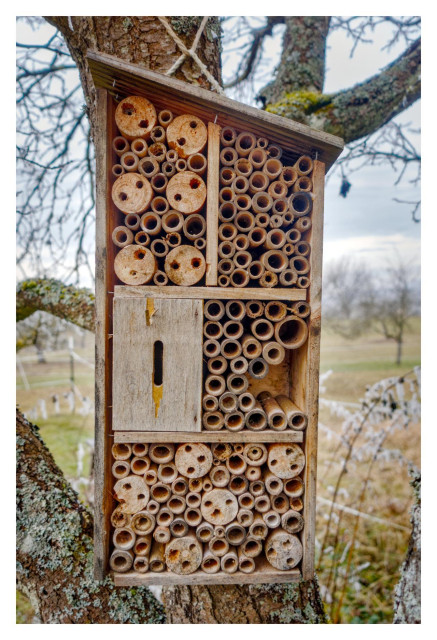 This is a realistic outdoor photograph of a handmade wooden insect hotel, also known as a bee hotel, mounted on the trunk of a large, lichen-covered tree. The insect hotel is a rectangular wooden structure with a slanted roof, tied securely to the tree with a thick rope. It is divided into three main horizontal levels, all densely packed with natural materials to provide nesting tubes for solitary bees and other beneficial insects. The top section contains hundreds of hollow bamboo and reed tubes of many different diameters and a few thick sawn-off wooden poles with holes drilled into them. A vertical wooden divider splits this top area into two parts. In the middle section, on the left side, there is a small, weathered wooden box with a narrow vertical slot cut into its front. To the right of the door, more bamboo tubes continue, some are missing, thus forming a gap. The bottom section is even more densely filled with a mix of bamboo tubes and larger wooden poles , many of which have multiple holes drilled into them. The wood throughout the hotel is natural brown and beige, showing signs of weathering and age. The background shows a wintry or late-autumn countryside scene: bare tree branches with a bit of frost or dew, a grassy field, and a distant fence under an overcast, pale grey sky. The overall atmosphere is calm, natural, and slightly cold. The photo is taken from a slightly low angle, focusing clearly on the insect hotel against the soft, blurred rural landscape.
