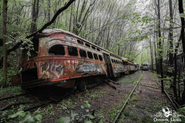 A row of heavily rusted streetcars, covered in graffiti, sits abandoned in a lush woodland.