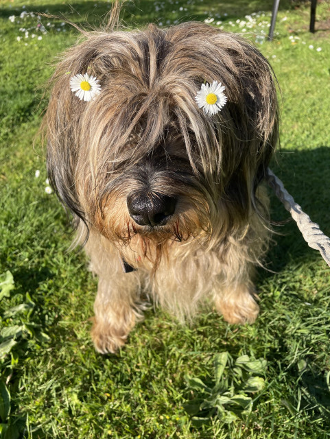 Dog sitting on the grass with daisies in his hair, looking like eyes.