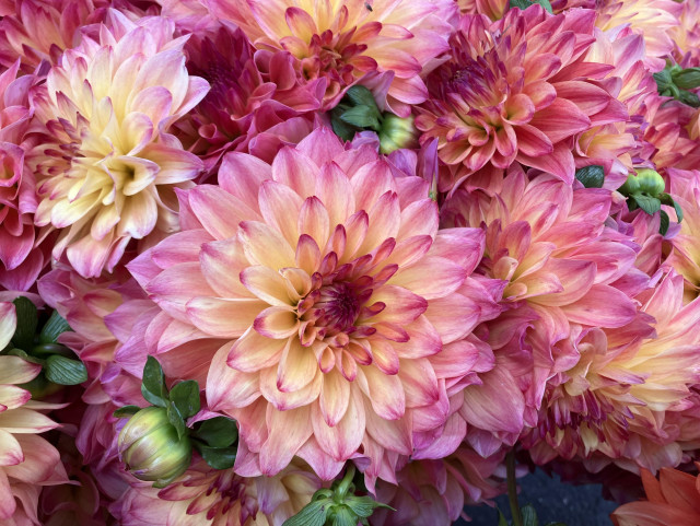 A gorgeous dahlia bloom — buttery yellow petals with violet-colored tips — surrounded by similar blooms.