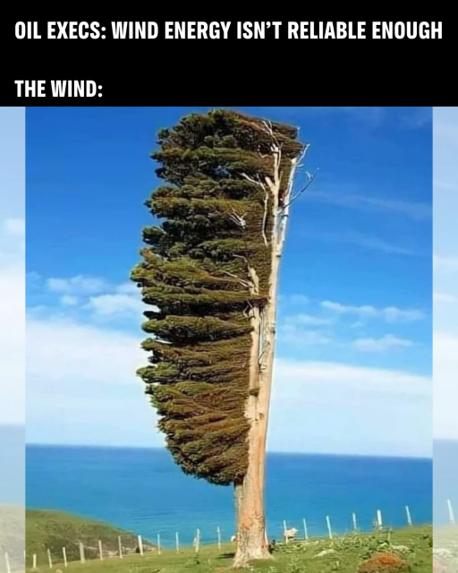 “This Tōtara tree has grown into the shape of a brush, blown by strong winds that hit the coastal landscape. This is a native tree to Banks Peninsula and the unique shape has earned it the name the Toothbrush Tree.”