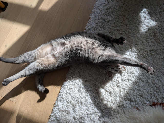 A photo of a grey tabby cat on her back in a patch of sunlight, with her front half on a fluffy rug and her back half on a wood floor. She's stretching out her legs with all of them up in the air.