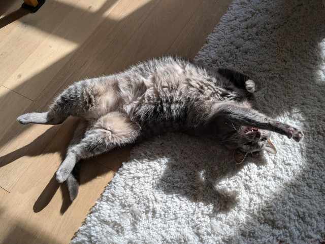 A photo of that same cat on her back in the patch of sunlight, with her legs still up in the air but in a slightly more relaxed poses. She also has her mouth open as she complains at me.