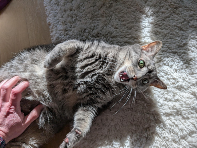 A closer-up photo, now featuring a hand scritching her exposed belly. Her mouth is open, with an expression of surprised betrayal.