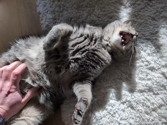 One final photo of the grey tabby cat on her back, with the hand still scritching her fluffy belly, and her head is thrown back with her mouth wide open as she yells about the indignity of it all.