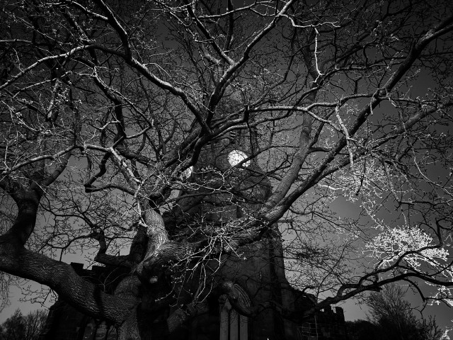 Photo of a church tower with a lit up clock on the tower.  In the foreground is a tree. 