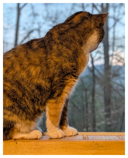 close-up side view. a calico cat with white paws sits on a wooden windowsill and looks through a screen to a forest of leafless trees. a mountain ridge in the distance stands under a blue/gray sky with a pink cloud.