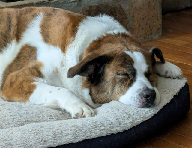 A mobile photo of a white and brown dog sleeping in his bed 