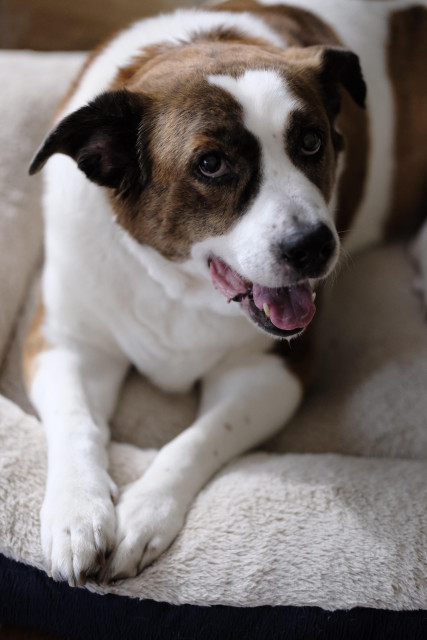 A white and brown dog lying in his bed smiling at the camera