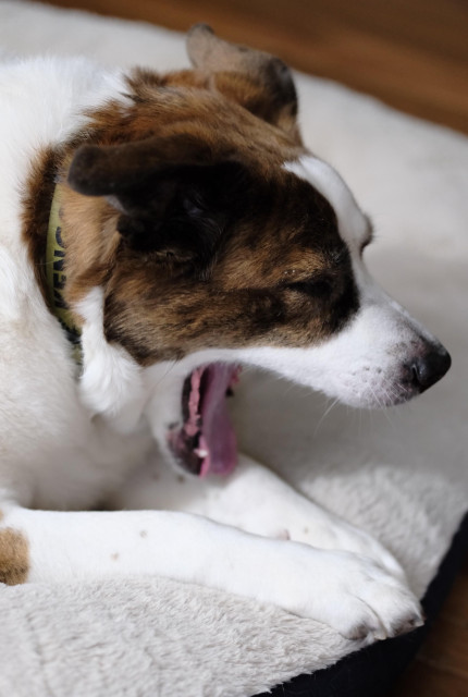 A white and brown dog's signature big yawn in his bed