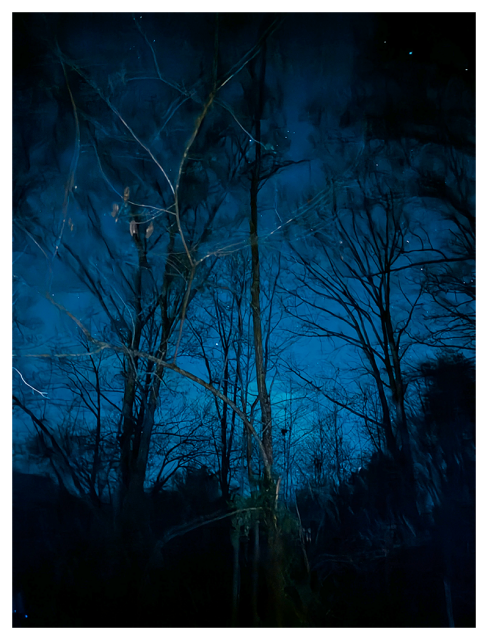 	
Bare, leafless tree branches reach up toward a deep blue night sky scattered with faint stars. The dark silhouettes of the trees create an intricate web-like pattern against the glowing sky