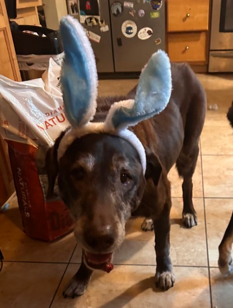 My old chocolate lab wearing bunny ears for Easter.