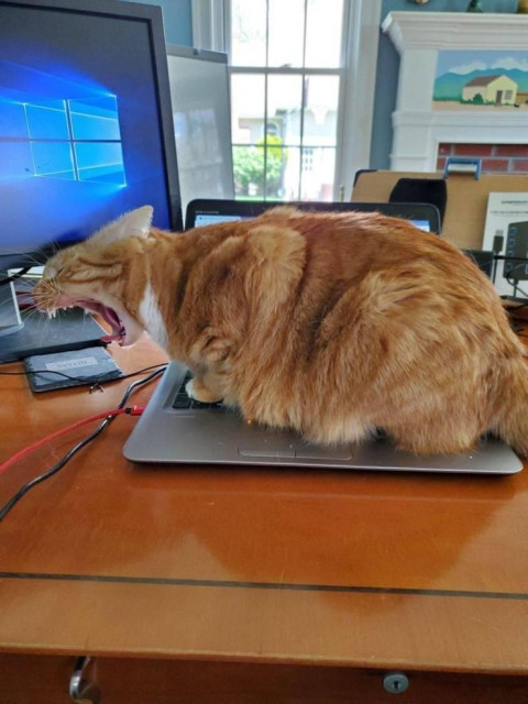 Orange cat yawning to the max