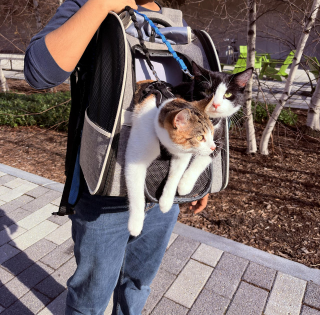 A person carrying a backpack with two cats inside, peeking out from the front pocket.