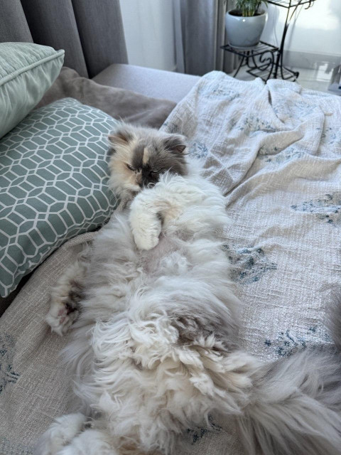 Older white cat resting on a bed. Her left front leg is raised, covering a part of her face.