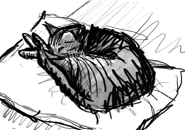 a cat trying to rest on a cushion, giving the artist side eye, as he's suspecting he's being drawn