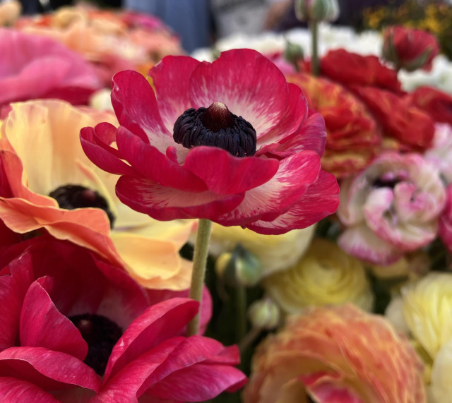 A bunch of ranunculus blooms in assorted colors — with one red bloom sticking up above all the others and serving as the focal point in this photo.