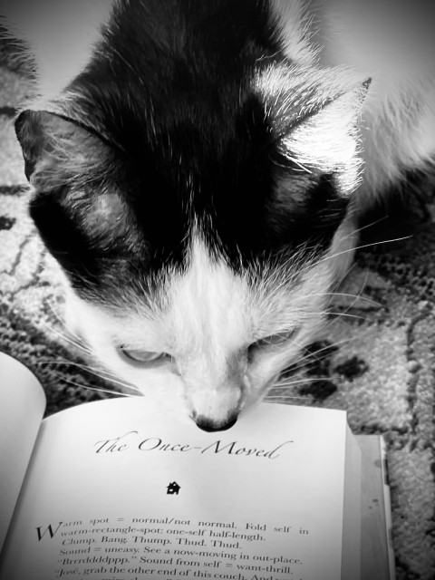 A tixedo cat hets up close with a story called The Once Moved