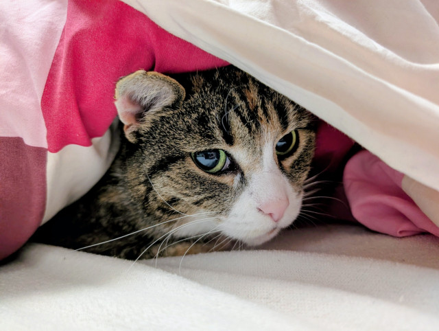 Torbie cat Amálka looking out from under the sheets.