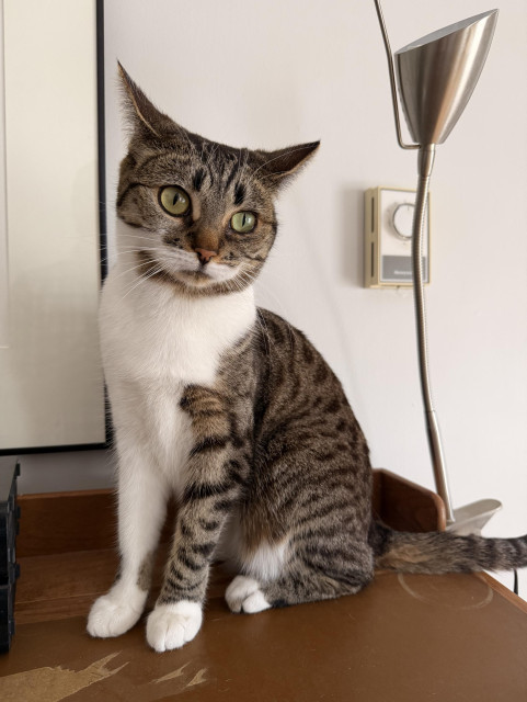 Brown & white Tabby sitting on a table beside a lamp