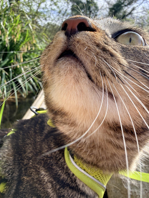 Close-up of a cat's face, featuring its prominent whiskers and nose, with a blurred background of greenery. The cat is wearing a brightly colored harness.