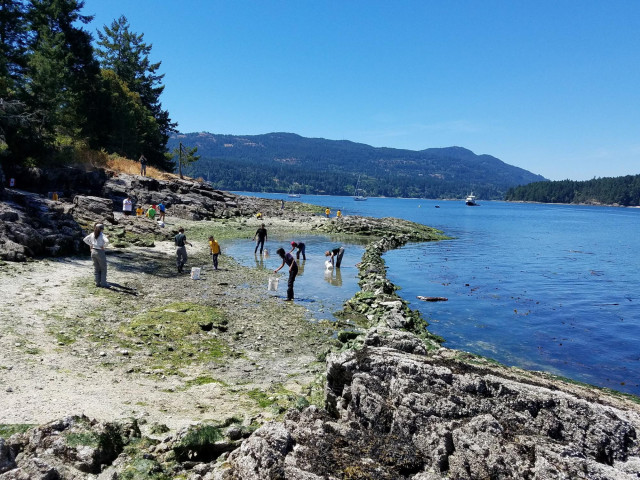 Terraced gardens like these on Russell Island, British Columbia, for mollusks enhance biodiversity and help with coastal management