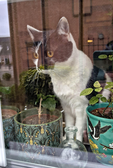 Lemon the cat sitting on the kitchen windowsill between several plants in decorative pots. The photo is taken from outside, Lemon is staring very intently at everything that is happening out there.