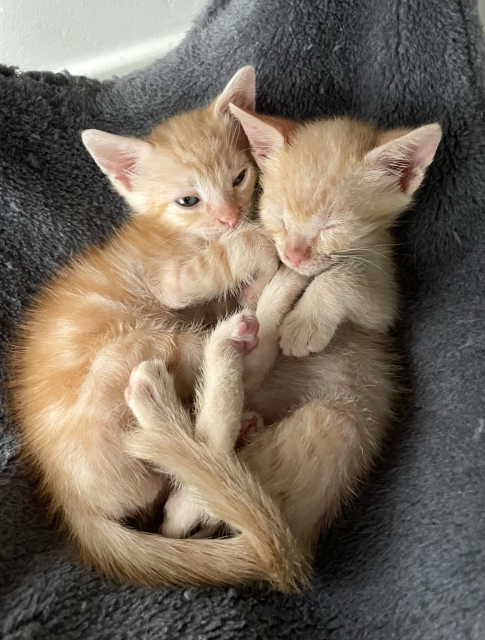 Two small orange kittens snuggling in a cat tree hammock, one asleep, one awake