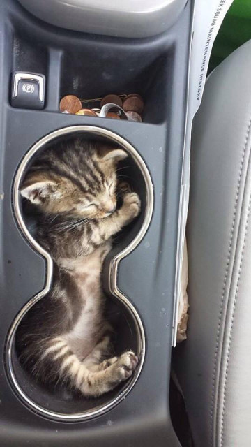 A smol eepy tabby kitty in the cup holder of a car