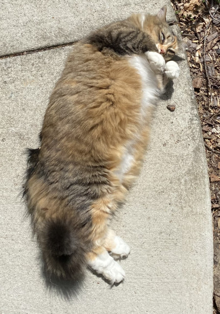a fluffy tabico cat lying on her side on a sunny sidewalk in caterpillar pose