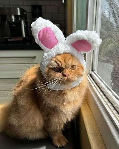 Fluffy orange cat wearing pink and white Easter bunny ears and a sour look on its face.