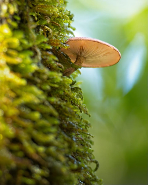 A single mushroom with a wide cap grows out of a wall of moss, bending its stalk upward to keep its top flat