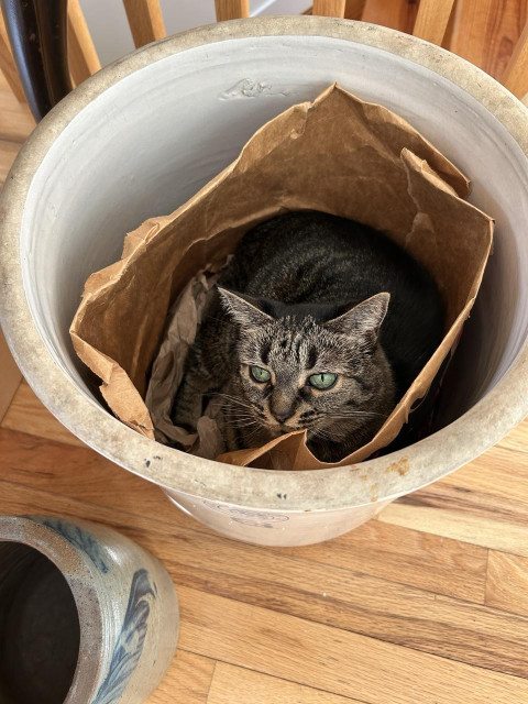 A gray tabby cat looking up out of a 6 gallon ceramic crock. 