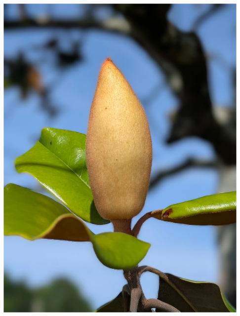 close-up of a fuzzy, teardrop-shaped southern magnolia bud with smooth, oval green leaves against a blurred background of dark branches and blue sky. The bud is upright and pale brown, 