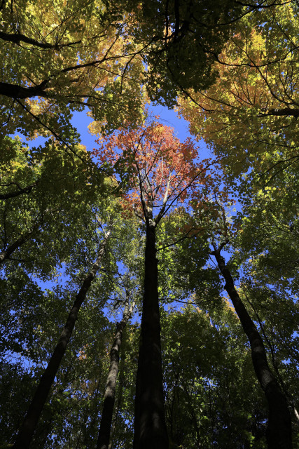 This is a portrait format photo taken in the autumn looking up from the ground to the crowns of trees in a forest. The tree trunks appear solid and strong with the leaves appearing in various shades of green and subtle autumn colours. The background above is a vivid blue sky. 